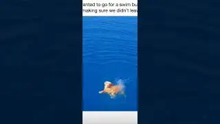 Dog 🐕  Swimming 🏊‍♂️  while watching  towards  camera 📷 🥳