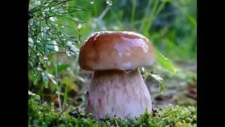 Rain Melody   Beethoven