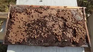 11 Using Drone Brood Removal to Control Varroa Mites 11116