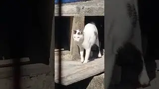 Foi salvo! Parabéns ao nosso herói salvador! 😻😻😻