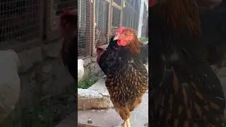Утра начинается с ведра комбикорма😁