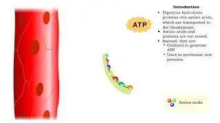 Protein catabolism - deamination