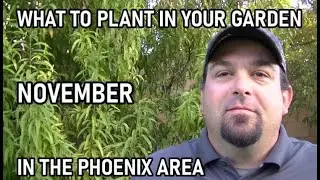 NOVEMBER - WHAT TO PLANT