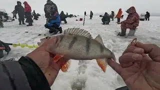 ОКУНЬ, СОРОГА, СУДАК ЧАСТЬ 2