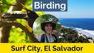 Birding Surf City, El Salvador. Parakeets, Aracari and More! #birdingadventures #birds #birding