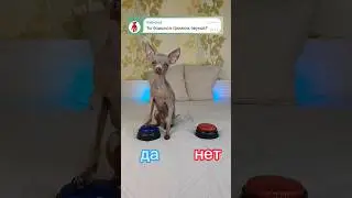 Рубина самая умная собака в мире