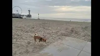 Killua at the beach!