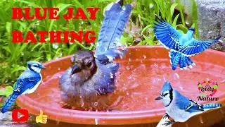 BLUE JAY BATHING