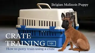 Crate training 101