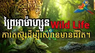 ព្រៃអាម៉ាហ្សូន Wild Life – ការតស៊ូដើម្បីរស់រានមានជីវិត។