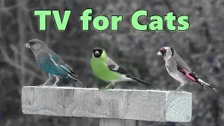 Cat TV ~ Birds for Cats to Watch Magic