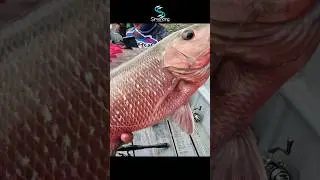 Tarikan Kakap Merah Bakau #fishing #simancing #mancing
