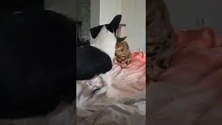 крик души! 
