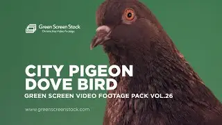 City Pigeon Dove Bird – Green Screen Video Footage Pack 