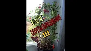 Гранат. Уход, формирование кроны, вредители и болезни граната.