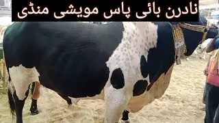 Northern By Pass Maweshi Mandi Sohrab Goth Karachi MM Cattle Farm Qurbani 2024