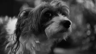 film journal 006: diaries of an introverted dog