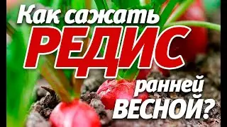 Посадка #1 Как сажать редис ранней ВЕСНОЙ?