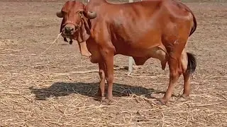 Old blood line Bhutvad farm high milking gir cow 