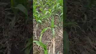 Продолжение ,кукуруза по нулю