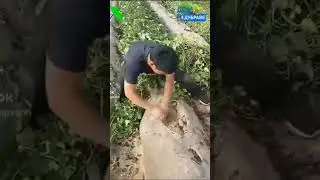 Урожай батата, А вы выращиваете батат