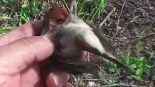 Ловля Чечевичек.