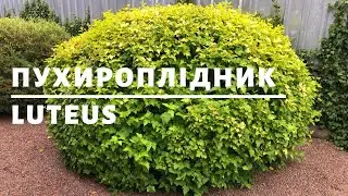 ПУХИРОПЛІДНИК | ТОПІАРНИЙ САД