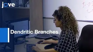 Dendritic Branches and their Orientation Identification | Protocol Preview