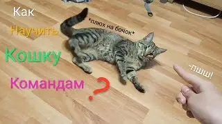 Как Научить Кошку Командам ч.2| Барьер,Лежать,Кувырок| Кошка Рыся|