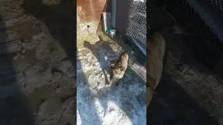 ура!!!!теперь Вигре тепло👍