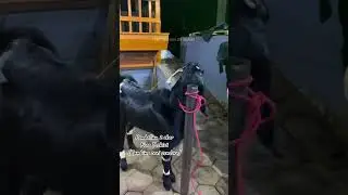 Spesial promo🔥pembelian 2 ekor free T-shirt (kambing seni senduro)