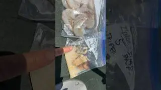 No CRAWDADS? Try These for Catfish #Fishing #Shorts #Subscribe #Like #catfish