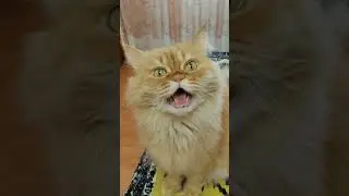 Кота не кормят! Очень голодный кот 