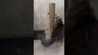 Новая когтеточка 😻 #кошки #cat #алисалиса #алиса