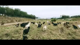 FPV Cinematic - Mary Had A Little Lamb Nazgul Evoque F5