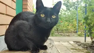 Relaxing Cat Video 257