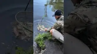 Фидерная рыбалка,улов с Водохранилища Вяча