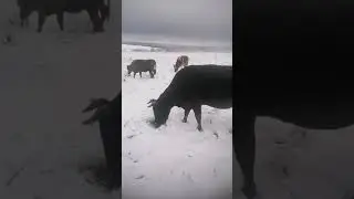 Пустыня Чиуауа 