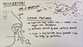 Life Processes - ep02 - BKP | Class 10 biology science ncert cbse boards full explanation in hindi