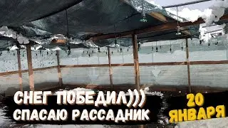 Спасаю рассадник под клубнику. 20 января 2022