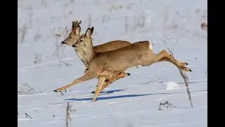 ОХОТА С ПОДХОДА, ЗИМОЙ НА СИБИРСКУЮ КОСУЛЮ