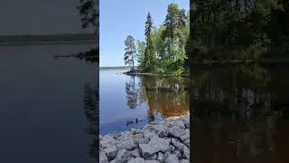 Nature, relaxation.  Monrepos Park, Vyborg #shorts #nature #relax #niceview #природа #релакс