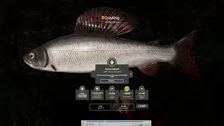 RF4 - [Belaya River] Hidden Skills, Mind Games & Sentient Grayling?(TROPHY) = 250S/1HR