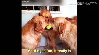 Эти забавные животные. Разборки!  Прикольное видео.