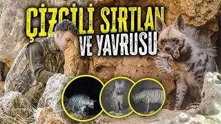 I VIEWED THE STRIPED HERRY WITH ITS PUP! (THE FIRST TIME IN TURKEY!!)