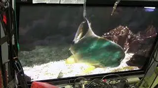Could this be the cheapest DVD player ever made