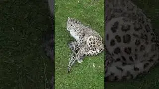 A snow leopard cub snuggles into its mother's warm embrace🐆❤️