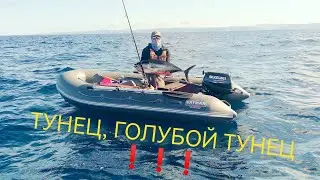 Bluefin tuna fishing in the Tatar Strait!