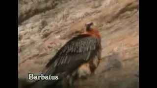 Quebrantahuesos ( Gypaetus barbatus ) Bearded Vulture