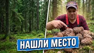 ПОЕЗДКА В ТАЙГУ ЗА КЕДРОВОЙ ШИШКОЙ
